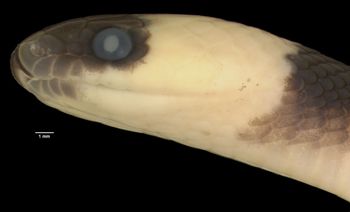 Media type: image;   Herpetology R-182216